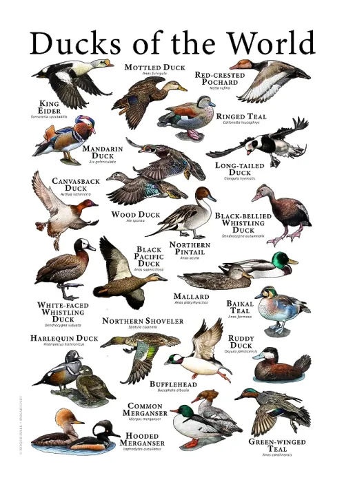 Framed Print : Ducks of the World Print: A Colorful Collection of 20+ Species Framed Print : Ducks of the World Print: A Colorful Collection of 20+ Species