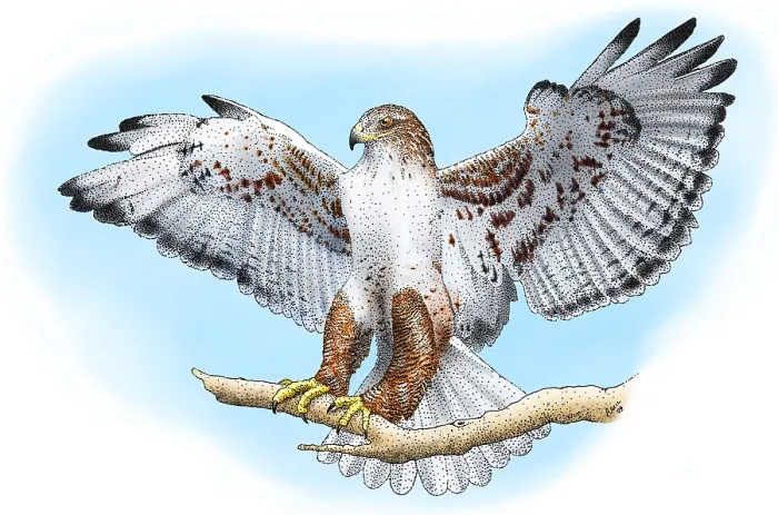 Framed Print : Ferruginous Hawk Print, a photograph of a bird Framed Print : Ferruginous Hawk Print, a photograph of a bird