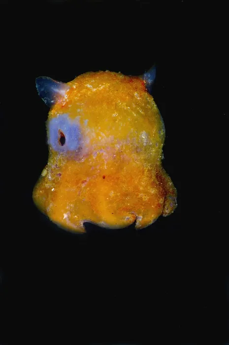 Framed Print : Deep Water Flapjack Octopus Print Framed Print : Deep Water Flapjack Octopus Print