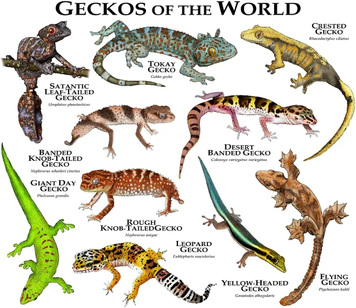 Framed Print : Geckos of the World Print - Color Collage of Various Species