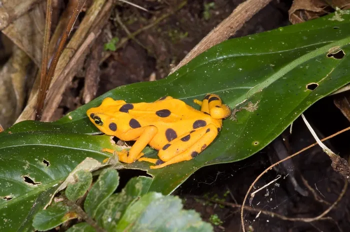 Framed Print : Harlequin Toad Print Framed Print : Harlequin Toad Print