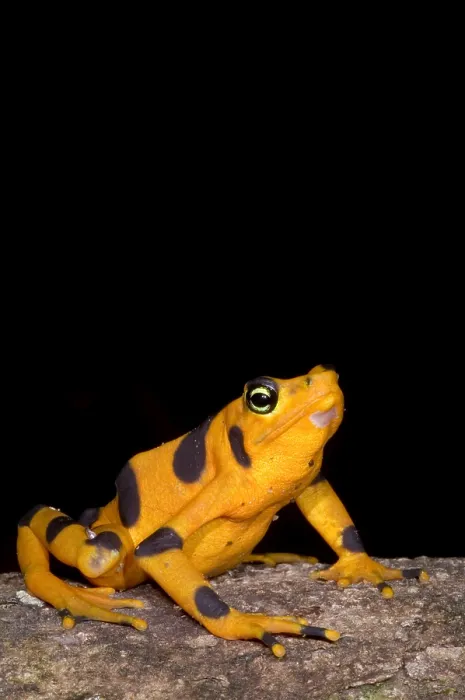 Framed Print : Harlequin Toad Print Framed Print : Harlequin Toad Print