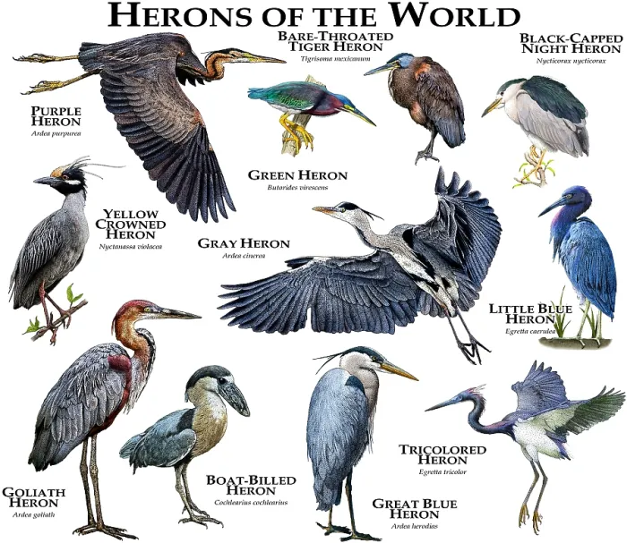Framed Print : Herons of the World Print - A Collection of Various Species Framed Print : Herons of the World Print - A Collection of Various Species