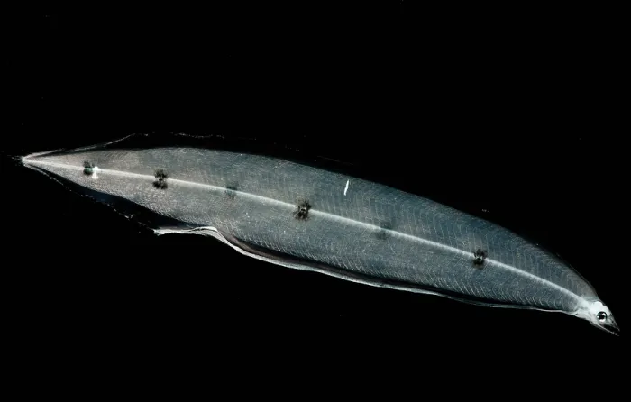 Framed Print : Larval Eel Print Framed Print : Larval Eel Print