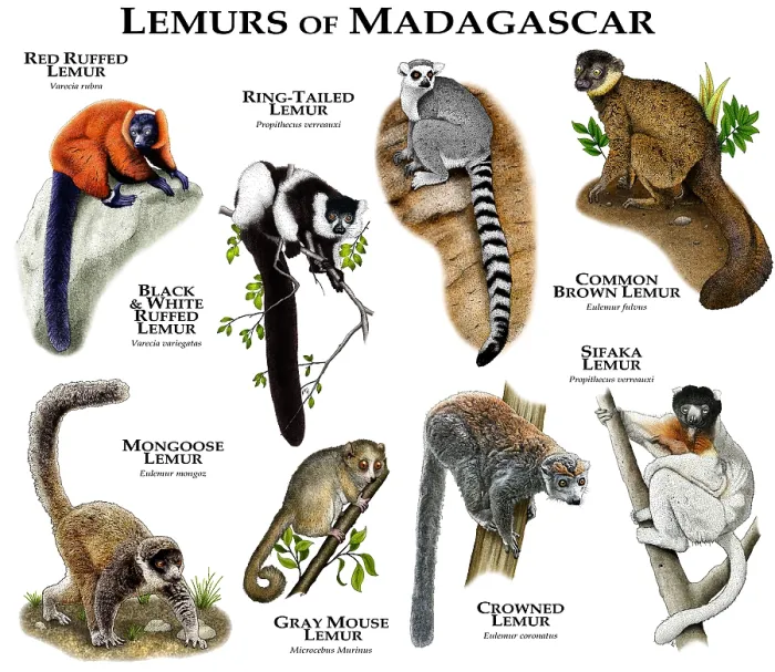Framed Print : Madagascar Lemur Species Print