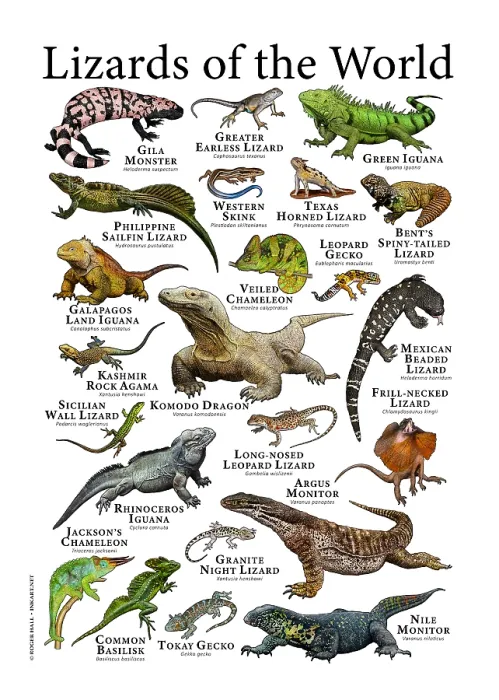 Framed Print : Lizards of the World Print: A Colorful Collection of 20+ Species Framed Print : Lizards of the World Print: A Colorful Collection of 20+ Species