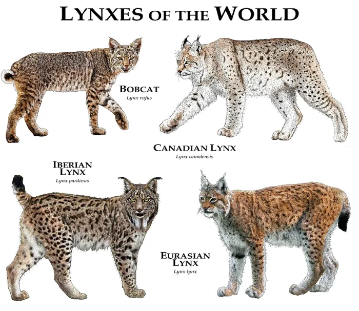 Framed Print : Lynx of the World Print: A Collage of All Extant Species