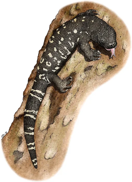 Framed Print : Mexican Beaded Lizard Print (Heloderma horridum) Framed Print : Mexican Beaded Lizard Print (Heloderma horridum)