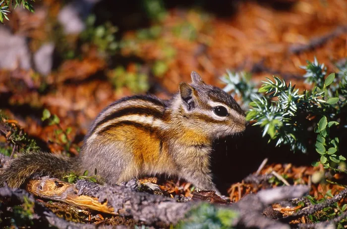 Framed Print : Least chipmunk Print, Alberta, Canada Framed Print : Least chipmunk Print, Alberta, Canada