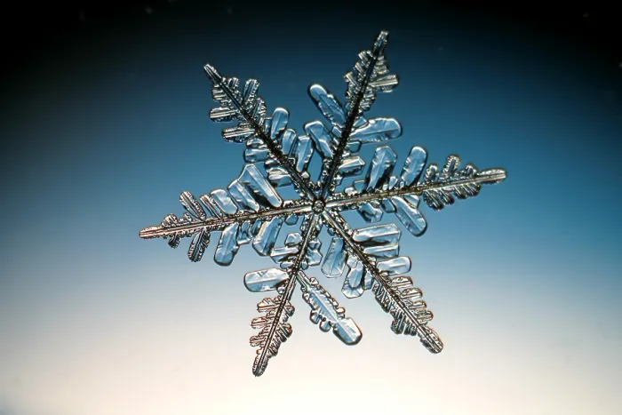 Framed Print : Dendritic Snow Crystal Print Framed Print : Dendritic Snow Crystal Print