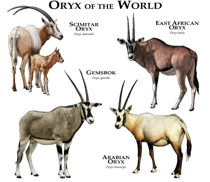 Framed Print : Oryx Species Print - A Collage of All Extant Oryx