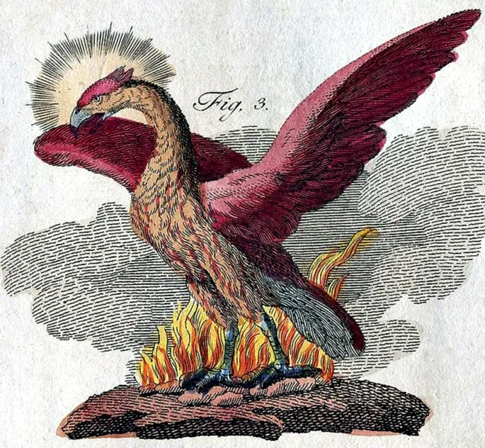 Framed Print : Print of Phoenix from Bertuch's Bilderbuch fur Kinder, 1806 Framed Print : Print of Phoenix from Bertuch's Bilderbuch fur Kinder, 1806
