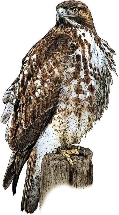 Framed Print : Red Tailed Hawk Perched Print Framed Print : Red Tailed Hawk Perched Print