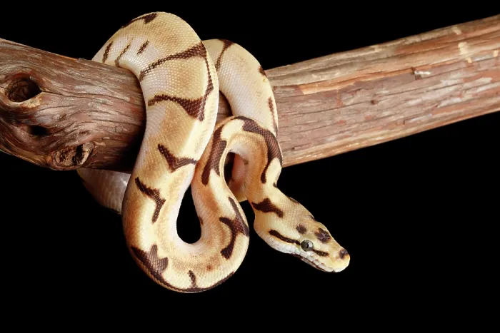 Framed Print : Ball Python Morph Print on Branch Framed Print : Ball Python Morph Print on Branch