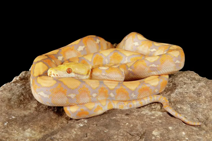 Framed Print : Print of a Reticulated Python (Lavender Morph) on a rock Framed Print : Print of a Reticulated Python (Lavender Morph) on a rock