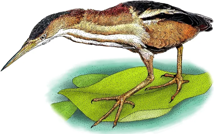 Framed Print : Least Bittern Print - A waterbird perched on a branch Framed Print : Least Bittern Print - A waterbird perched on a branch