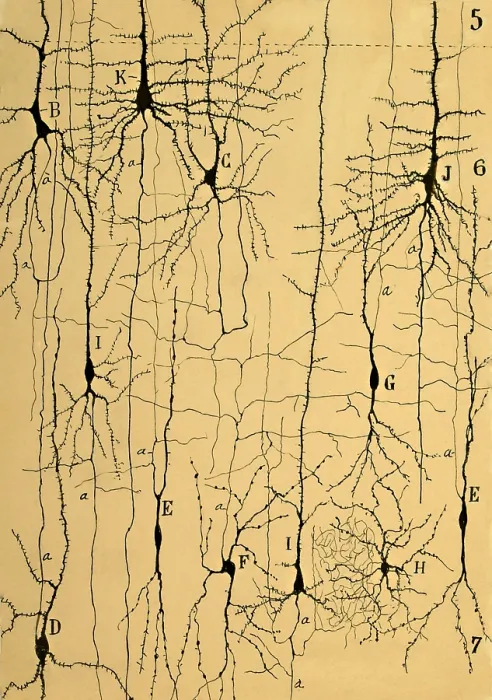 Framed Print : Cajal's 1904 Print of Brain Microstructure Framed Print : Cajal's 1904 Print of Brain Microstructure