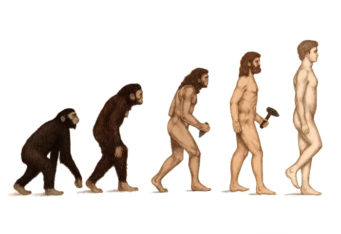 Framed Print : Human Evolution Print: Male Hominid Lineage Framed Print : Human Evolution Print: Male Hominid Lineage
