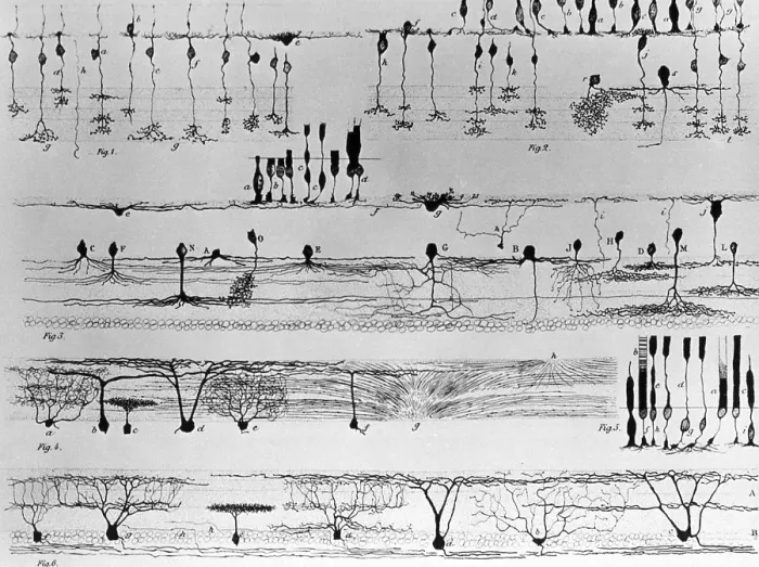 Framed Print : Nerve Structure of the Retina Print Framed Print : Nerve Structure of the Retina Print