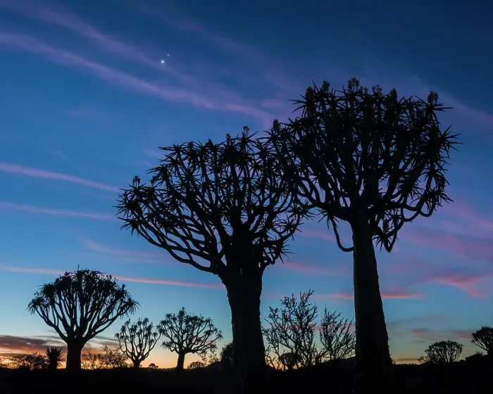 Framed Print : Quiver Tree Print: Twilight Silhouette Framed Print : Quiver Tree Print: Twilight Silhouette