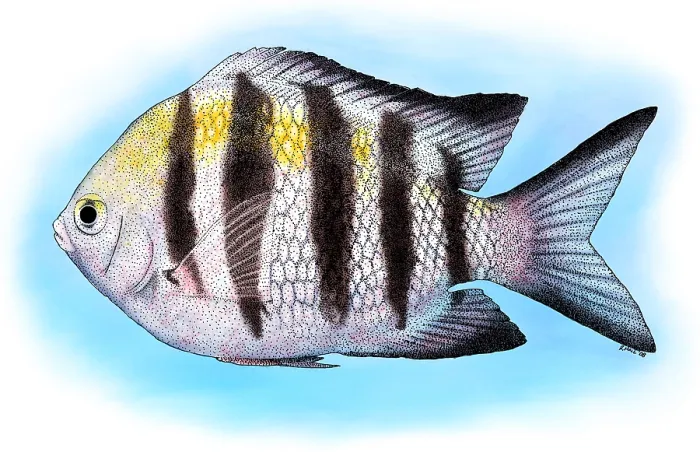 Framed Print : Sergeant Major Fish Print Framed Print : Sergeant Major Fish Print