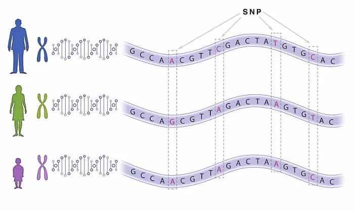 Framed Print : Single Nucleotide Polymorphism (SNP) Print Framed Print : Single Nucleotide Polymorphism (SNP) Print
