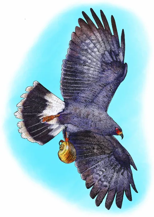 Framed Print : Snail kite Print with Apple Snail Framed Print : Snail kite Print with Apple Snail