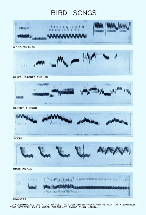 Framed Print : Spectrogram Print of Bird Songs Framed Print : Spectrogram Print of Bird Songs