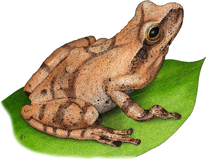 Framed Print : Spring Peeper Print, Anuran Illustration Framed Print : Spring Peeper Print, Anuran Illustration