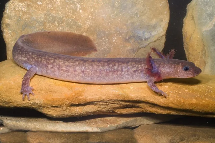 Framed Print : Aquatic Larval Spring Salamander Print Framed Print : Aquatic Larval Spring Salamander Print