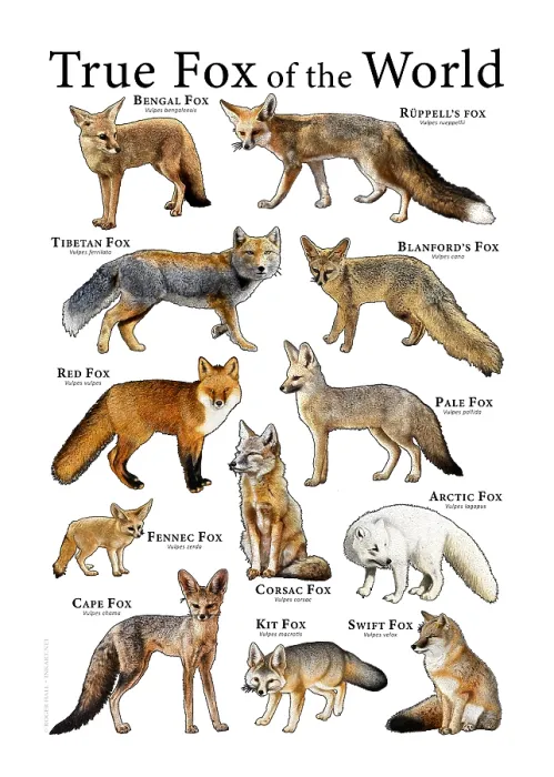 Framed Print : True Foxes of the World Print