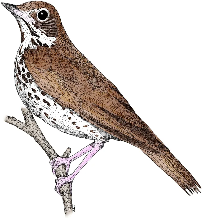Framed Print : Wood Thrush Colorized Pen and Ink Print Framed Print : Wood Thrush Colorized Pen and Ink Print