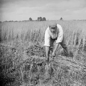 Corn Harvest Print, 1900 Corn Harvest Print, 1900