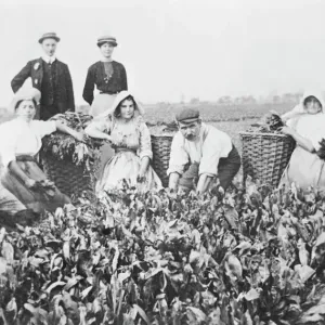 Woad Production Print: Women and Men Gathering Woad in Large Baskets Woad Production Print: Women and Men Gathering Woad in Large Baskets