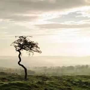 Hadrian's Wall Print: Isolated Tree at Sunset