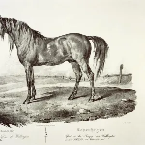 Copenhagen Print, Engraving of the Duke of Wellington's Horse Copenhagen Print, Engraving of the Duke of Wellington's Horse
