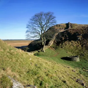 Hadrians Wall: Sycamore Gap J080007