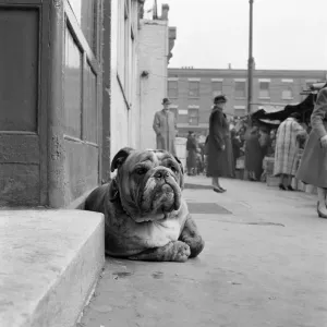 Bulldog Print: A Bulldog by a Street Market Bulldog Print: A Bulldog by a Street Market