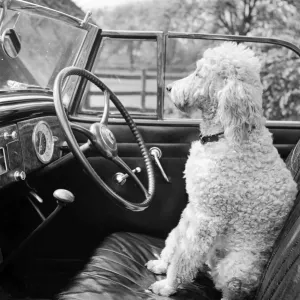Poodle in Car Print, 1946-1959 Poodle in Car Print, 1946-1959