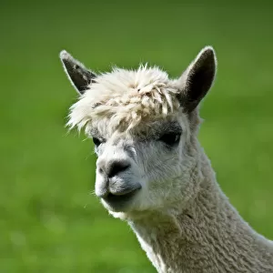 Camelids Greetings Card Collection: Alpaca