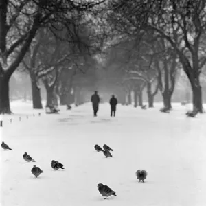 Snow Pigeon