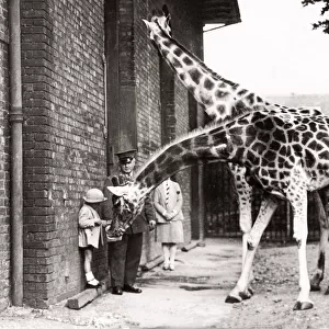 1930s press photo - feeding giraffes at London zoo