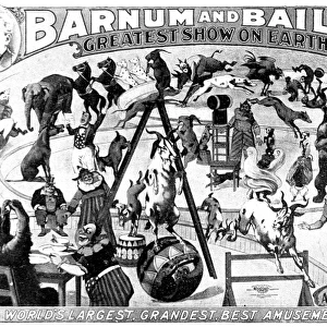 Advertisement for Barnum and Baileys Circus, 1897