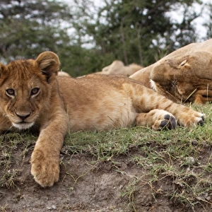 African Lion - cub lying down alert whilst adults