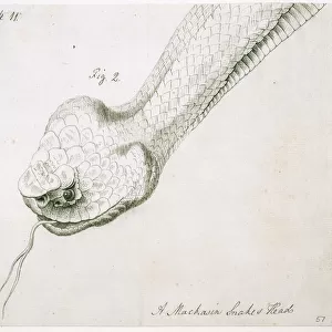 Agkistrodon piscivorus, cottonmouth snake