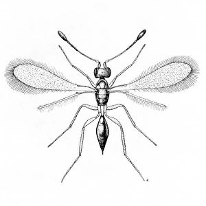 Alaptus magnanimus, fairy fly