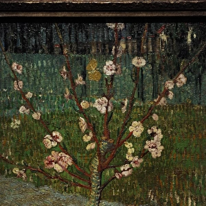 Almond Tree in Bloom, 1888, by Vincent van Gogh (1853-1890)