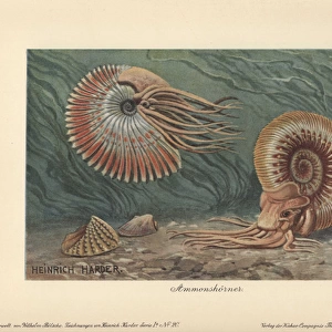 Ammonites, extinct group of marine animals