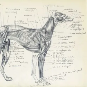 Anatomy of a greyhound