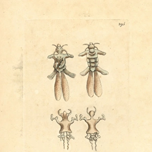 Anchor worms, Lernaeae, copepod crustacean fish parasite